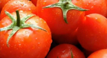 Výnos rajčat se okamžitě zvýší